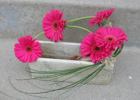 Five hot pink gerbera daisies make up the entire arrangement